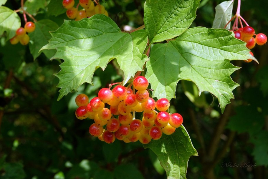 Калина красная дерево