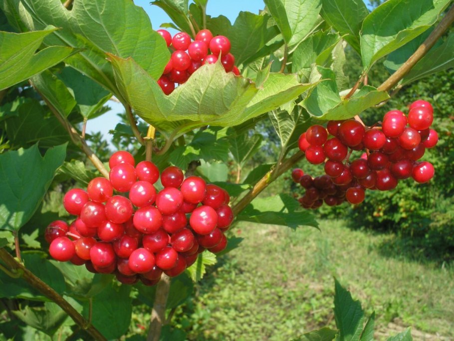 Калина Viburnum куст