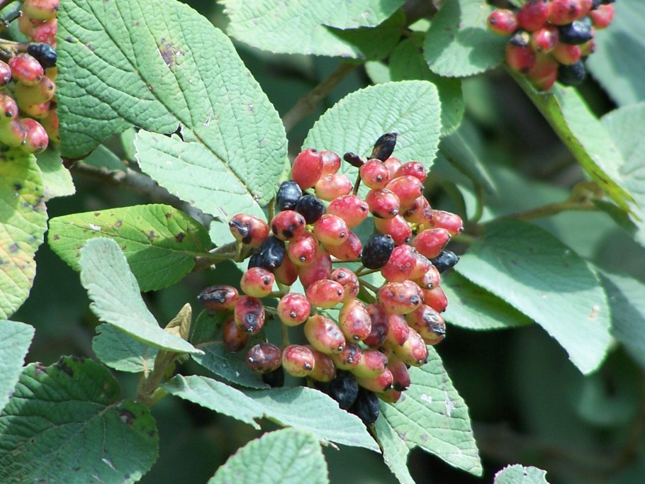 Калина гордовина viburnum lantana