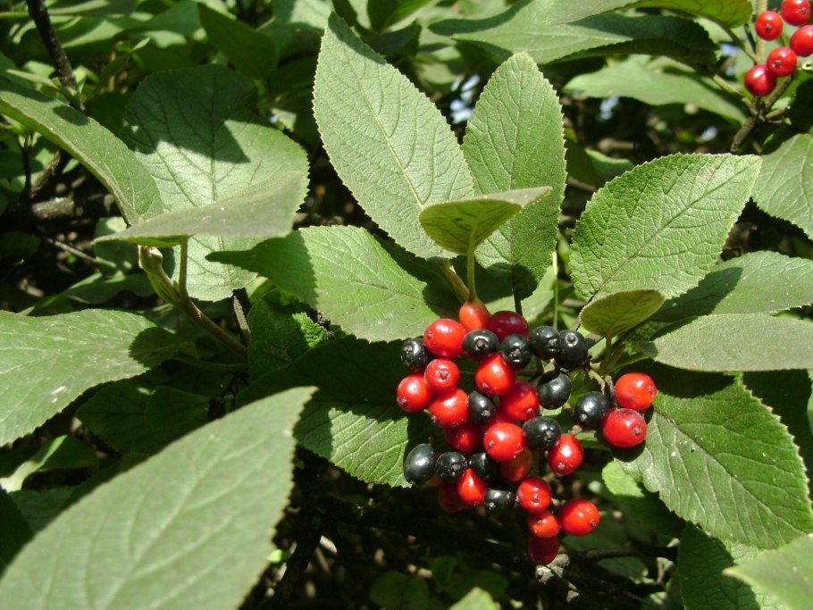 Калина обыкновенная красный коралл