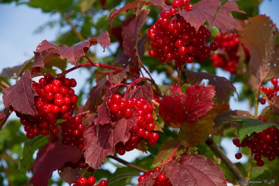 Калина куст с ягодами