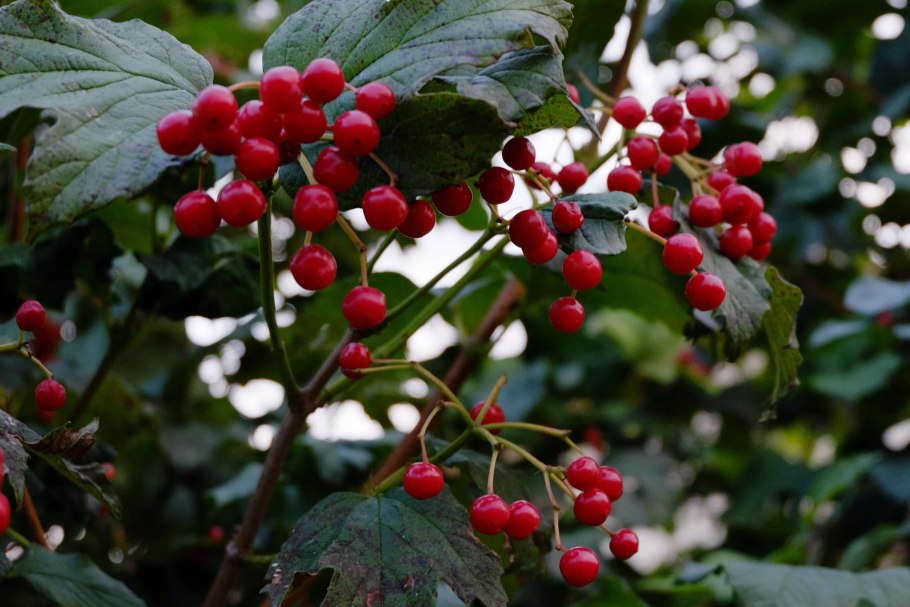 Калина обыкновенная Жолобовская