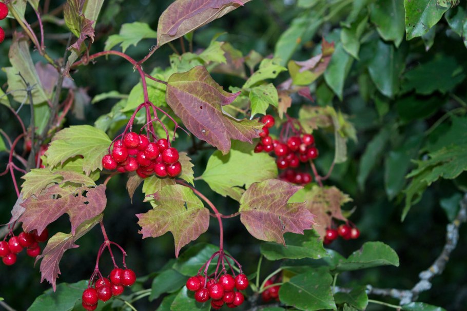 Калина съедобная куст с плодами