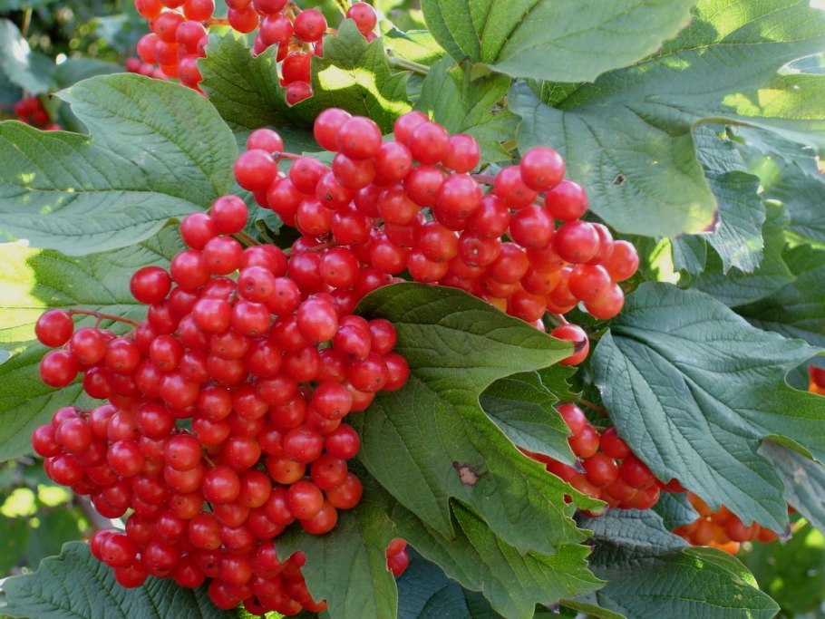 Калина обыкновенная viburnum opulus