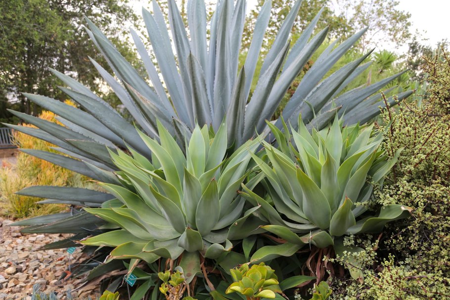 Агава американская голубая