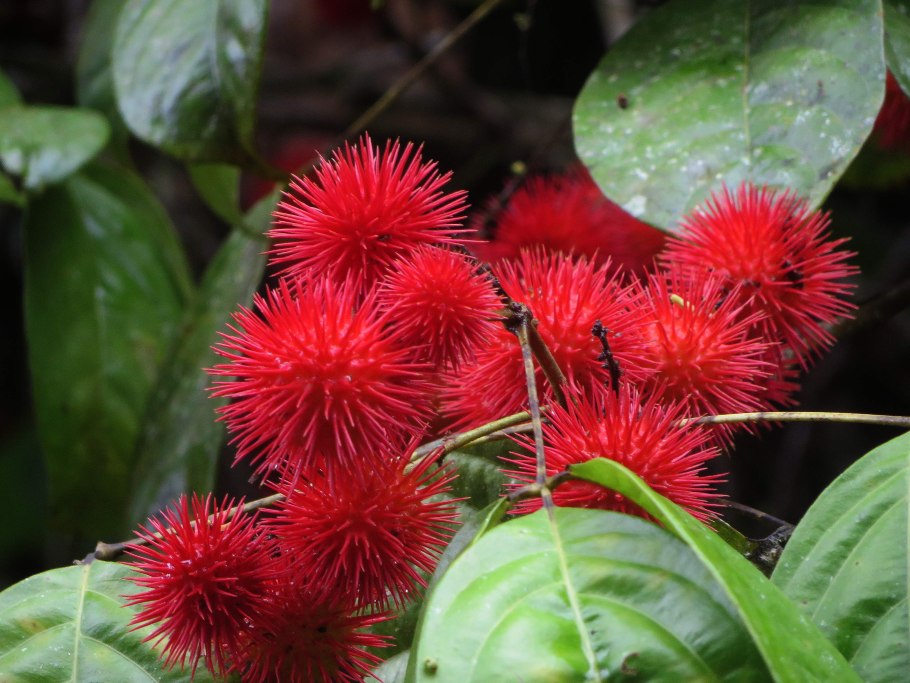 Heliconia шоколад Колумбия