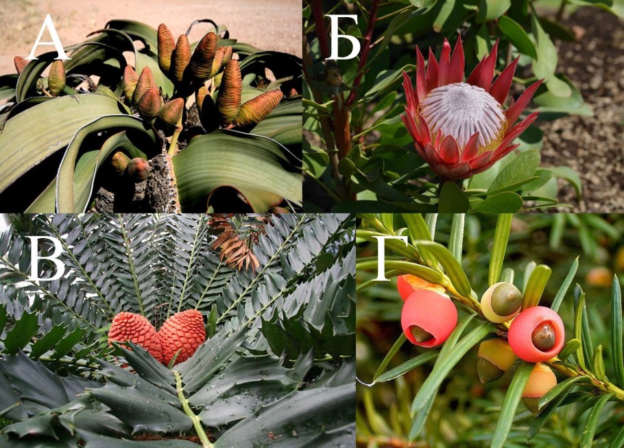 Северная Америка кактусы Аризона