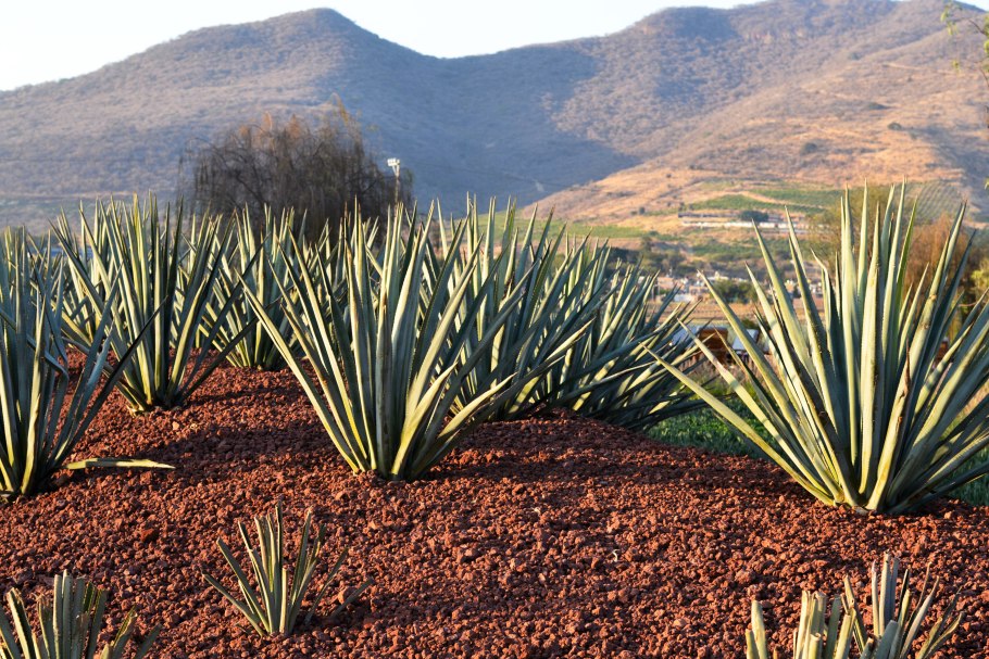 Мексиканская голубая Агава