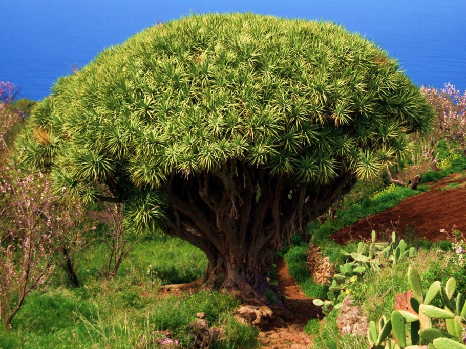 Плантации какао деревьев