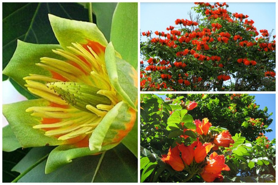 Tabebuia avellanedae