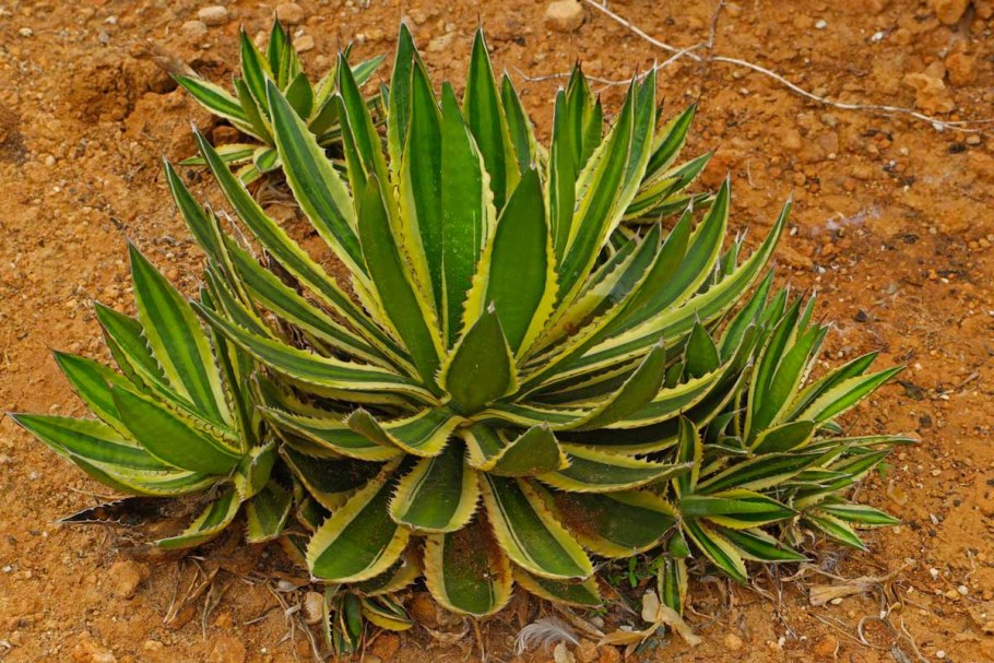 Антуриум в природе