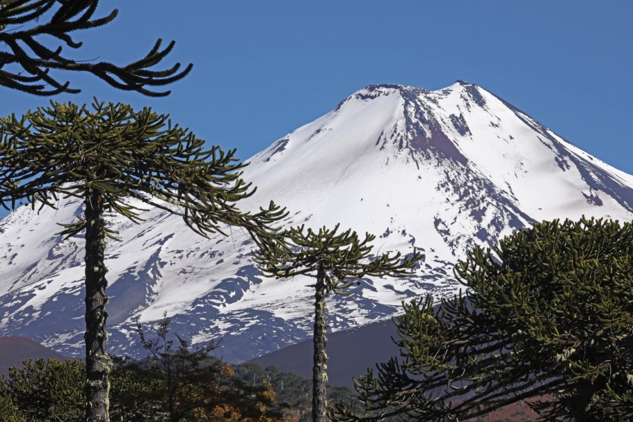 Тонизирующее растение