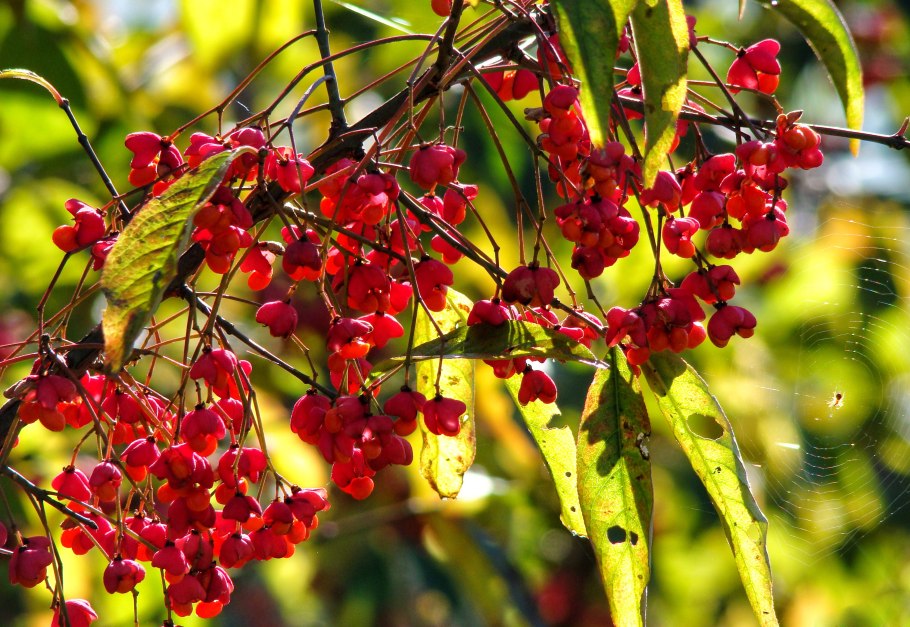 Бересклет Большекрылый