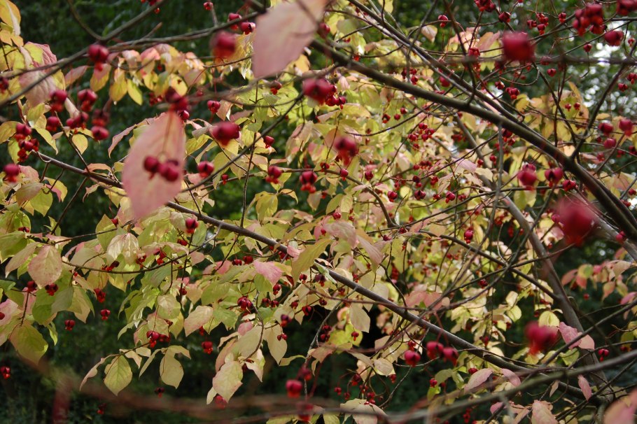 Euonymus PLANIPES