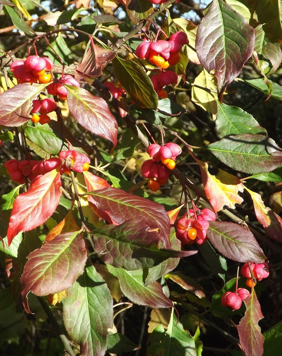 Бересклет крылатый Европейский