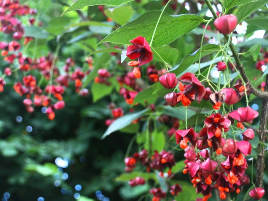 Бересклет крылатый Чикаго Файер