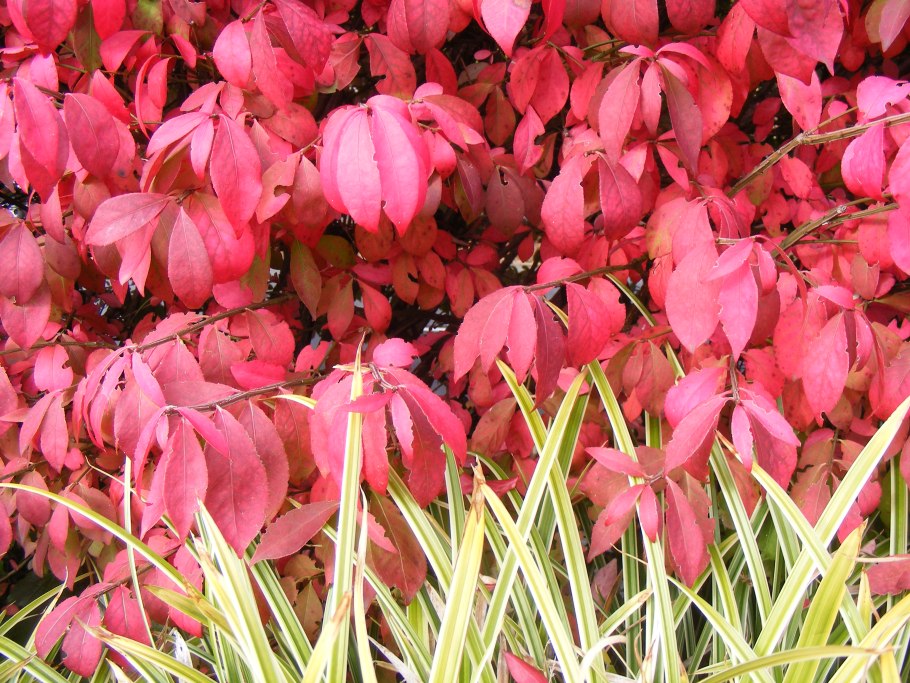 Бересклет Гамильтона