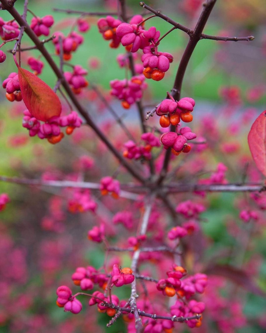 Euonymus hamiltonianus