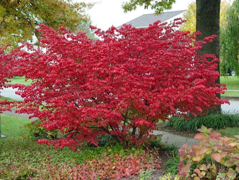 Euonymus PLANIPES