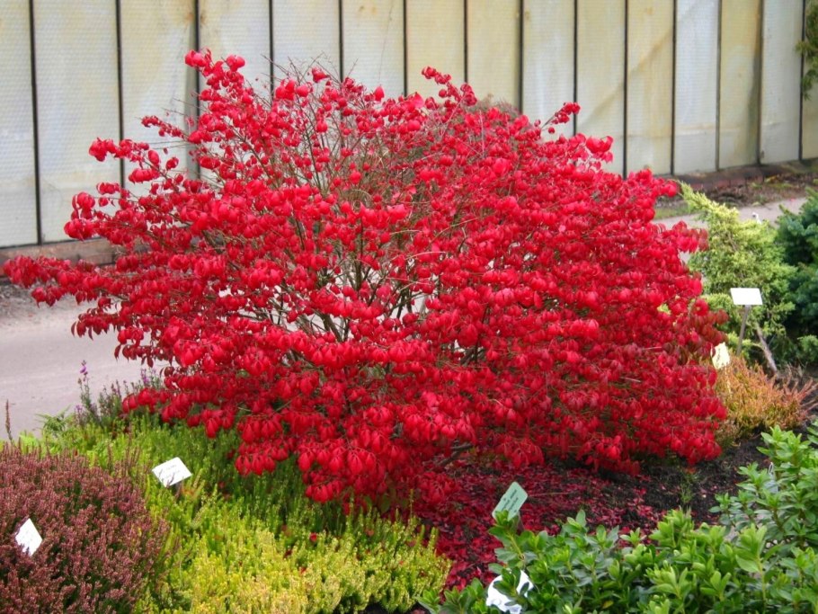 Берескдлед Европейский Рэд Каскад