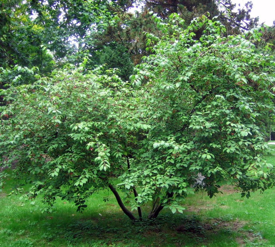 Бресклеь плосклчерешковый