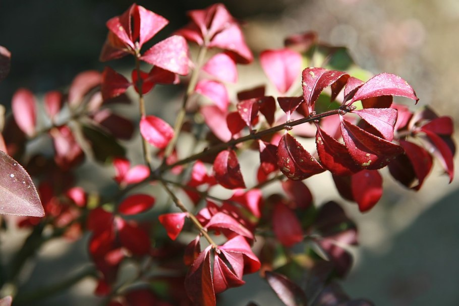 Euonymus PLANIPES