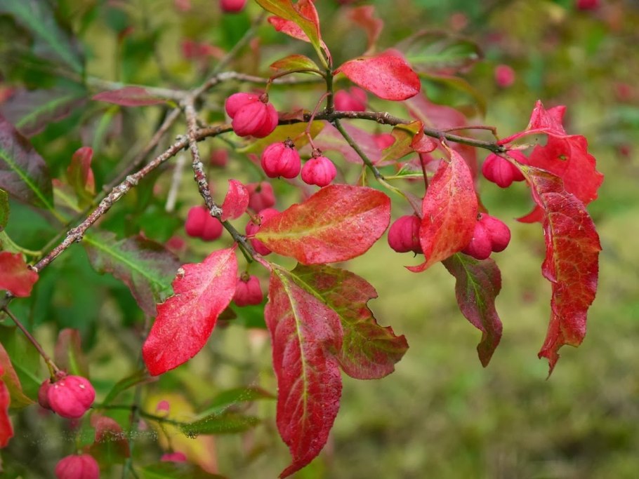 Бересклет ползучий Нана