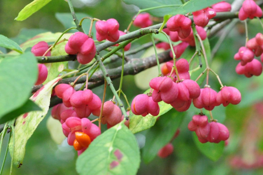 Euonymus latifolius