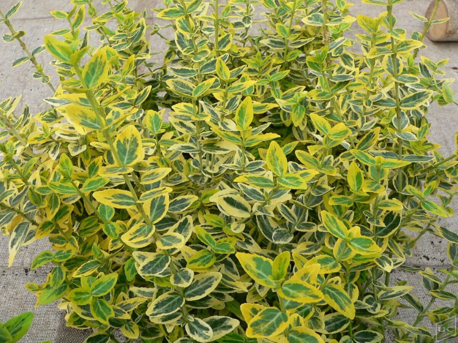 Бересклет крылатый с гортензией