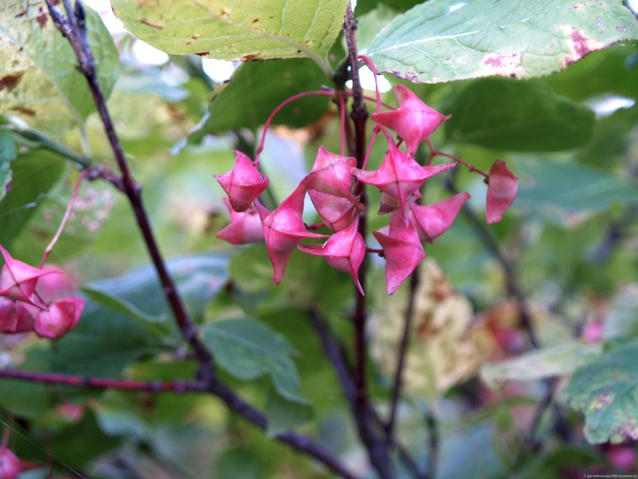 Бересклет Европейский купить