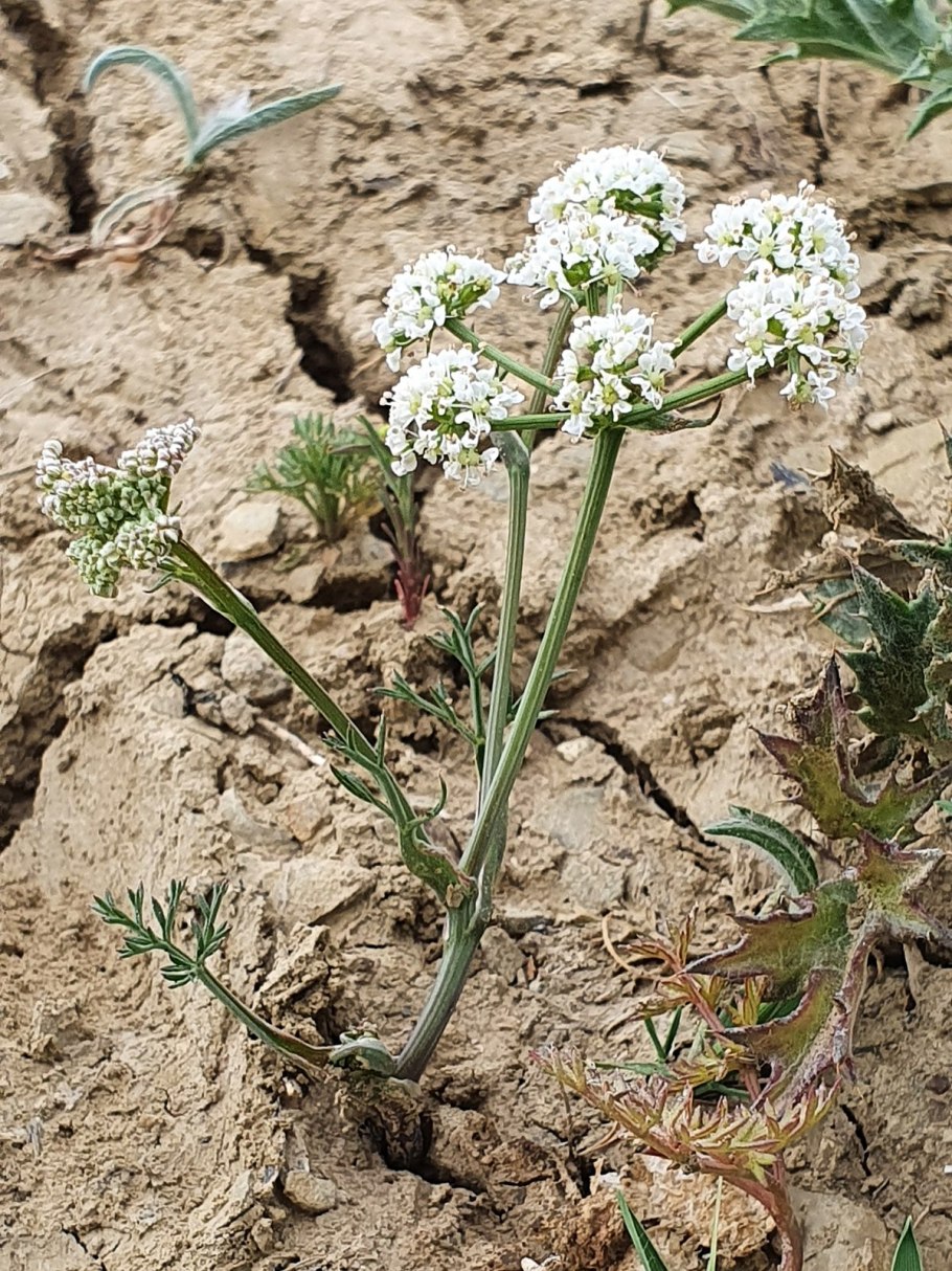 Bunium bulbocastanum