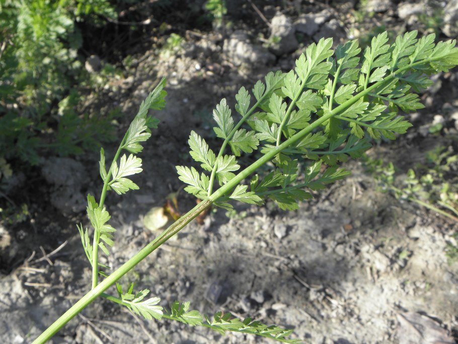 Bunium bulbocastanum