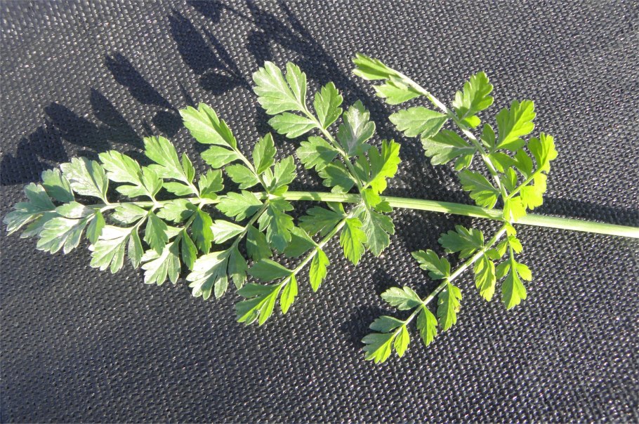 Bunium badachshanicum