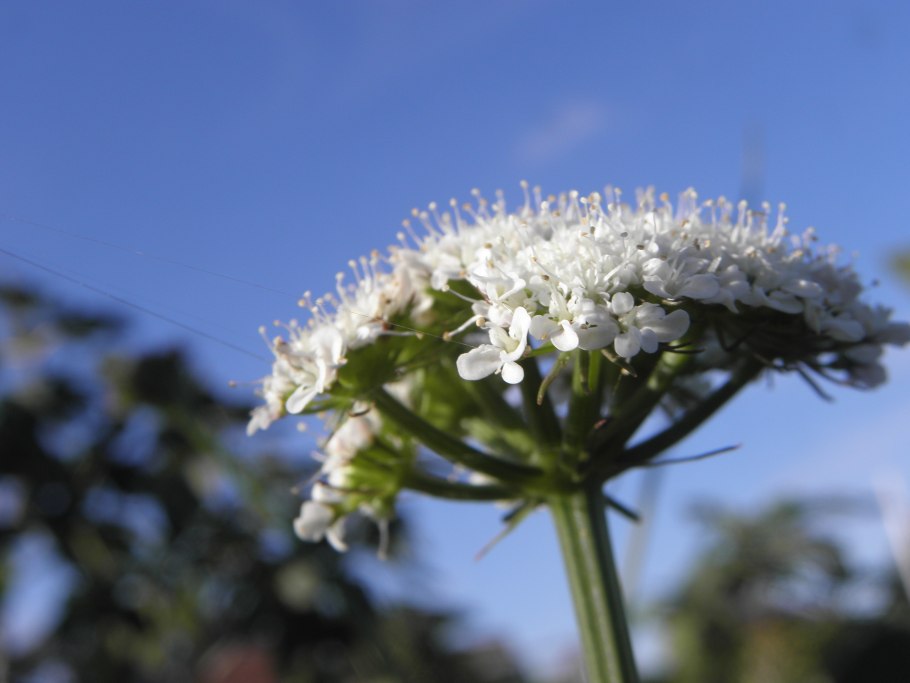 Буниум персидский