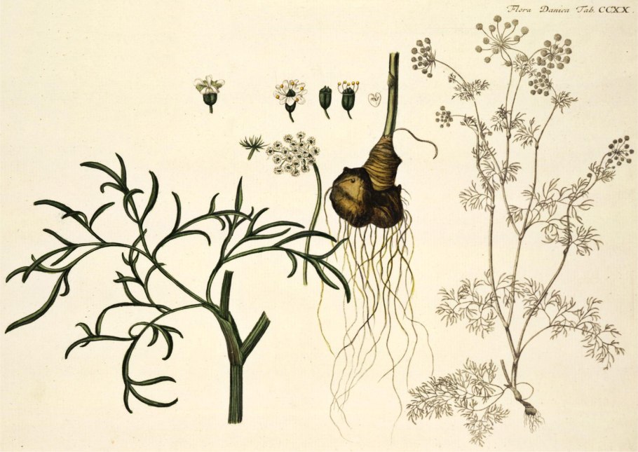 Bunium bulbocastanum