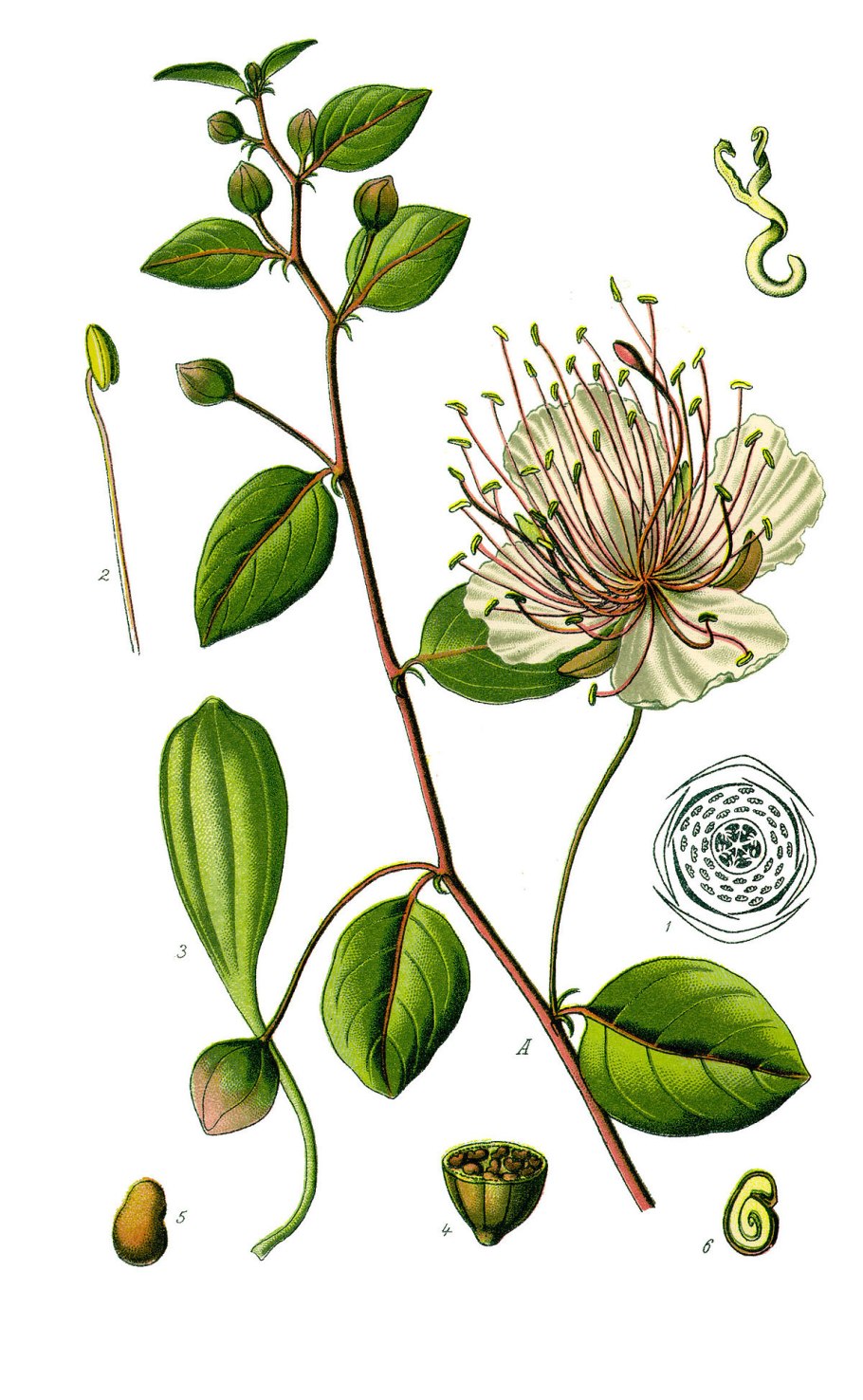 Dactylopusia vulgaris vulgaris