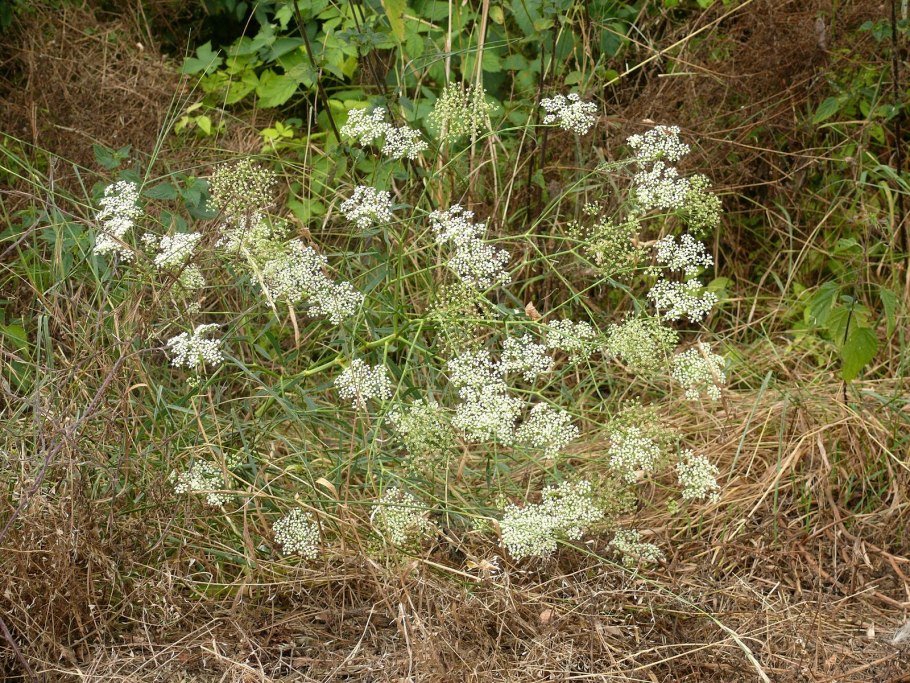 Буниум клубнекаштановый