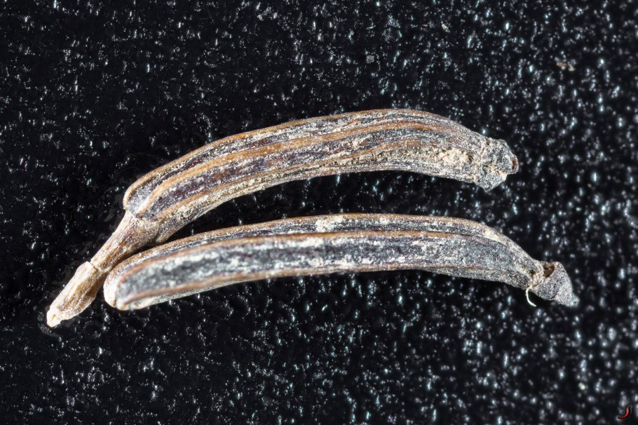 Буниум клубнекаштановый