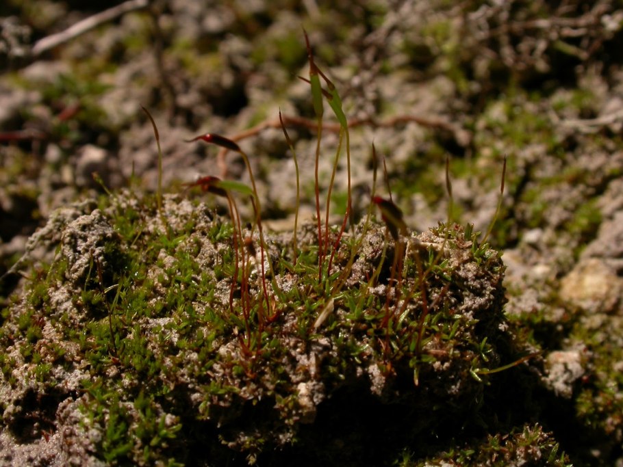Алоина жесткая