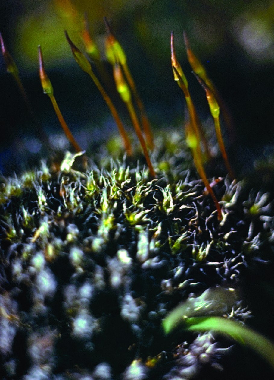 Гиофила завёрнутая