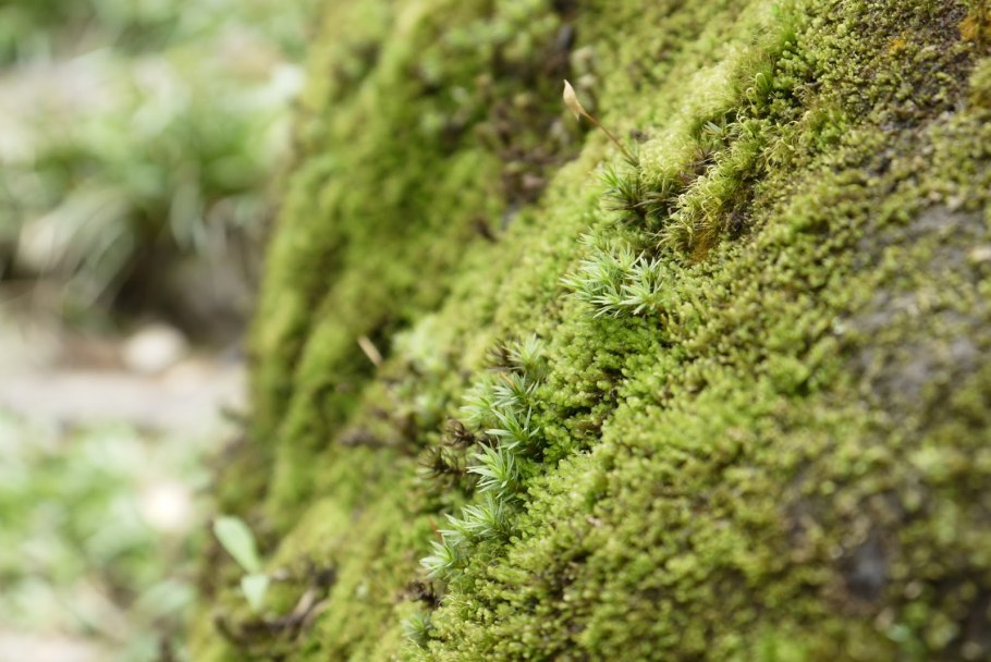 Барбула жестковатая