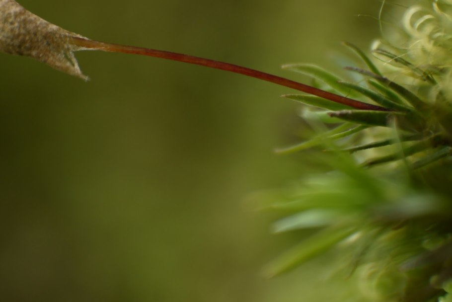 Моносолениум тенерум