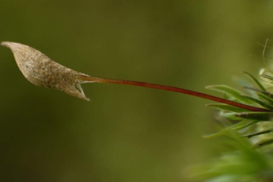 Common hair cap Moss