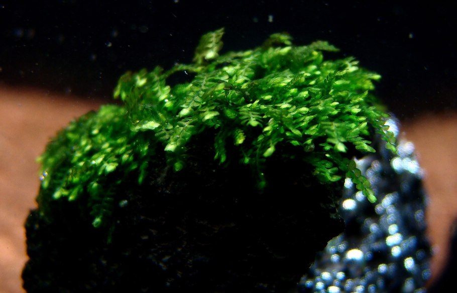 Tortula lanceola споры