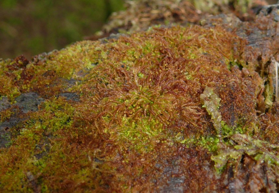 Гиофила вогнутая