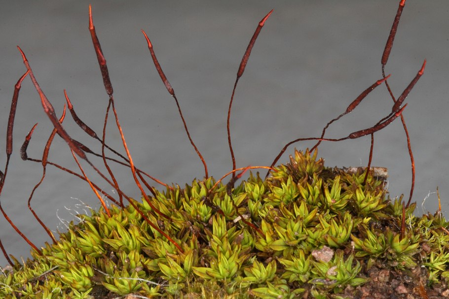 Тортула стенная Tortula muralis