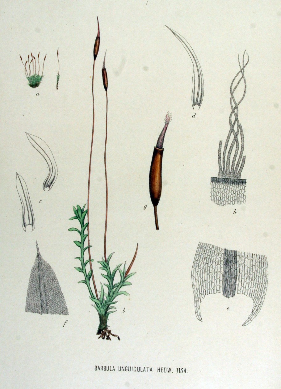 Карбюратор leader pz19jb