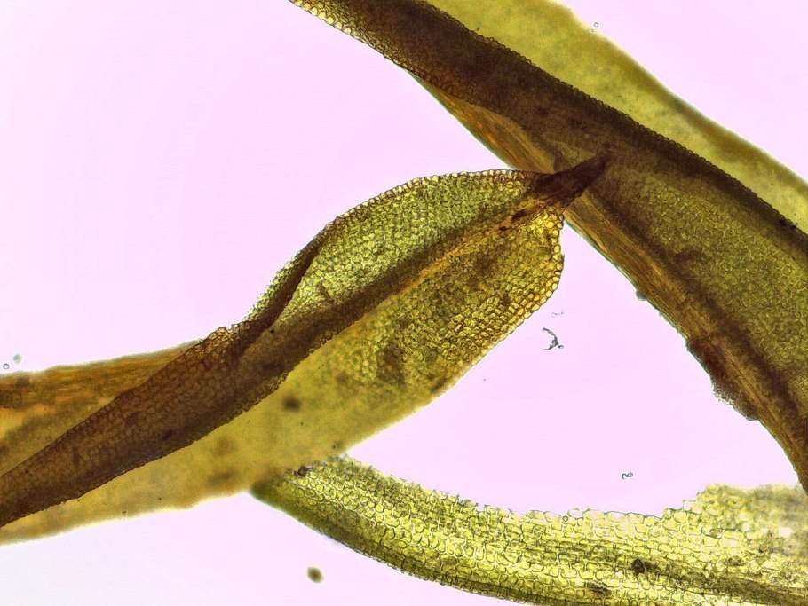 Star Moss в аквариуме