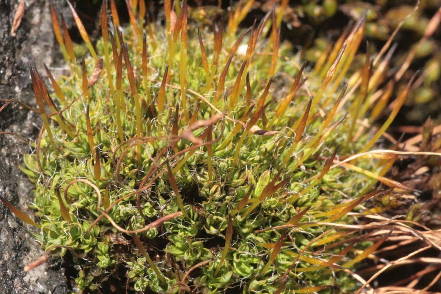 Ramichloridium Mackenzei