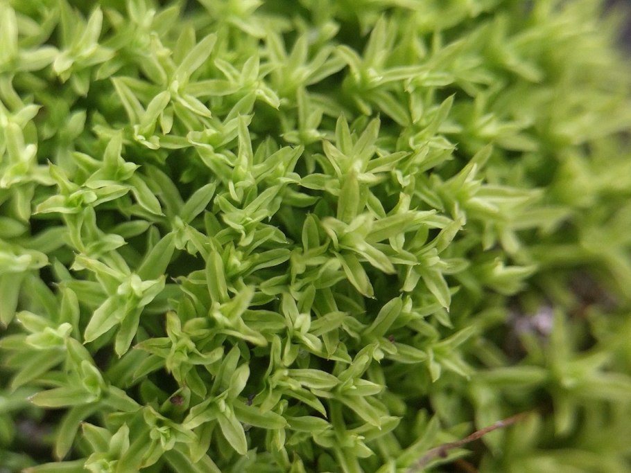 Алоина жесткая